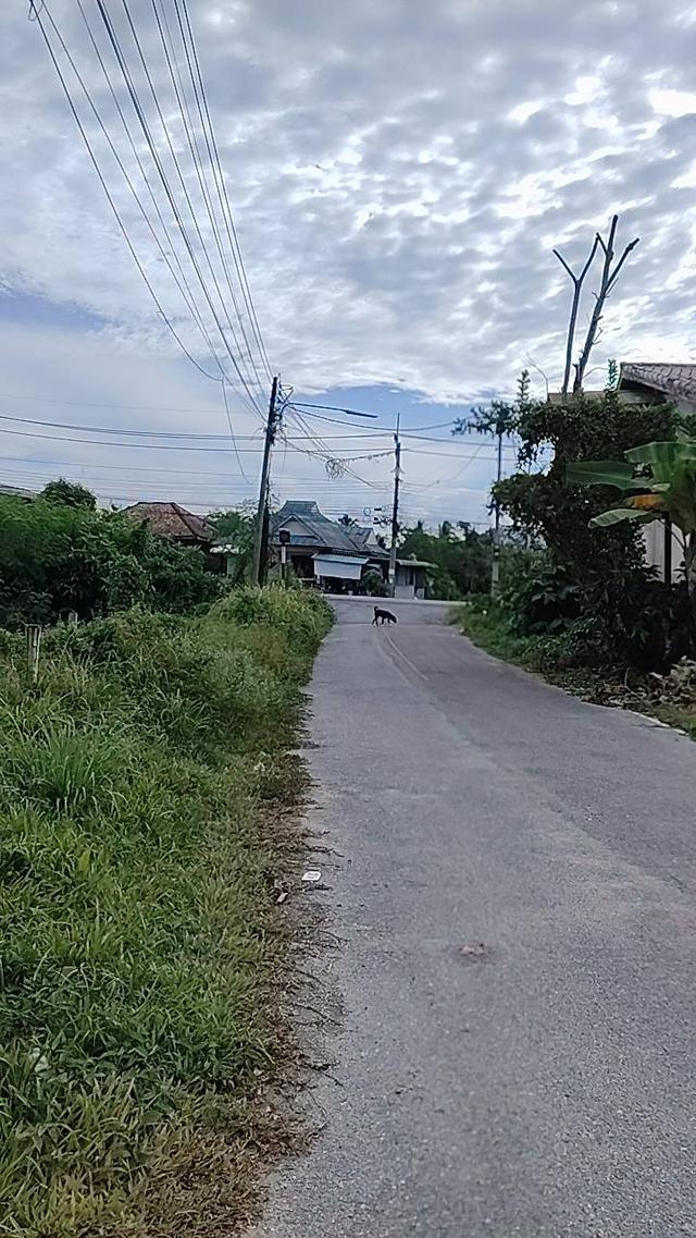 ขายที่ดินแปลงเล็กนาหม่อมสงขลา 1