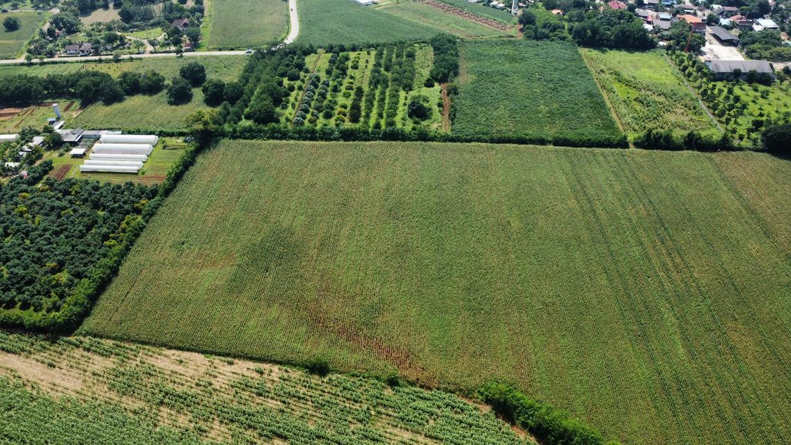 ขายที่ดิน เขาใหญ่ หมูสี วิวเขา 3