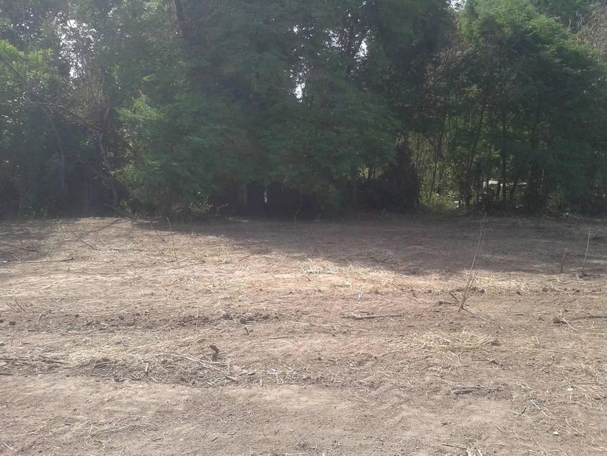 ที่ดินริมแม่น้ำป่าสัก จังหวัดสระบุรี 8