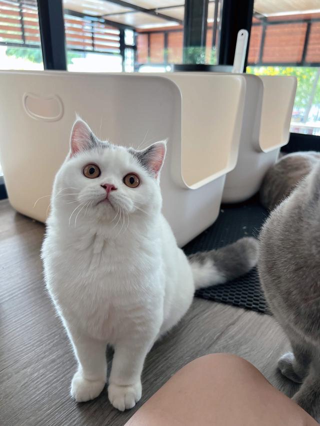 เเมวบริติชช๊อตแฮร์WCF