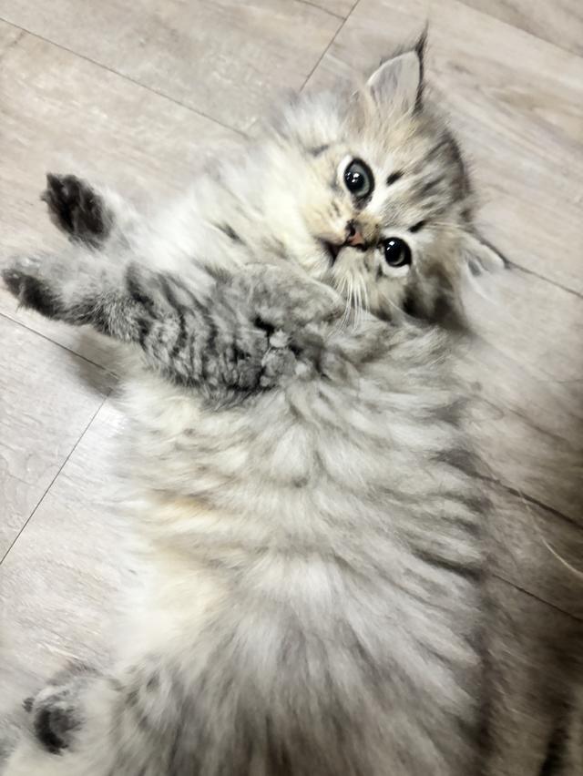 ลูกแมวเปอร์เซีย ชินชิล่าแท้ น่ารักขี้อ้อน อายุ 2 เดือน รูปที่ 7