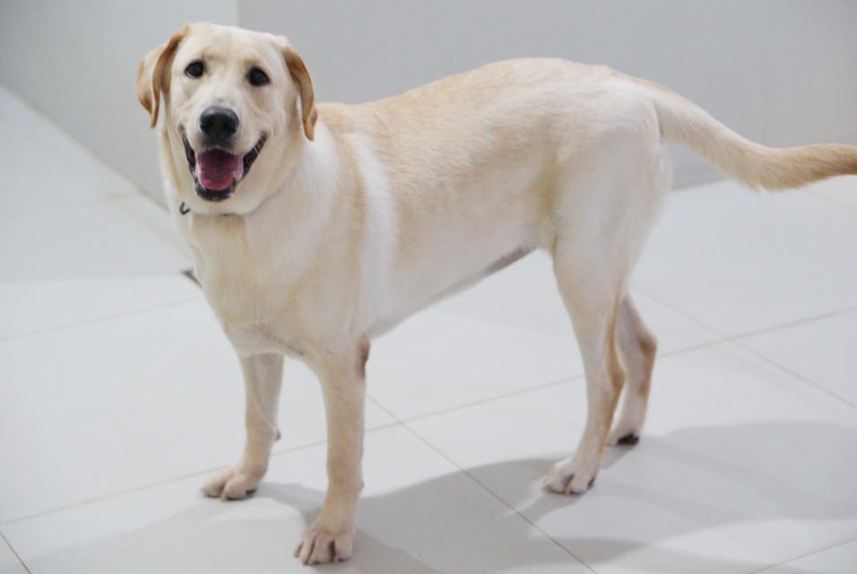 น้องแฮปปี้ พันธุ์ลาบาดอว์1ปี 4