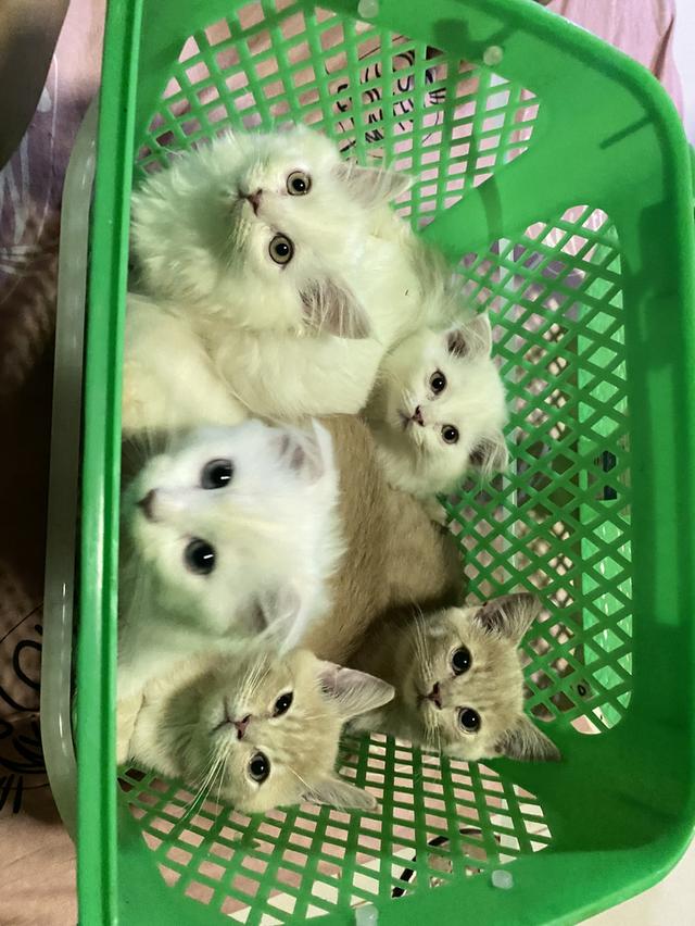 แมวสก็อตติชแท้ ตัวล่ะ1,500งดต่อ