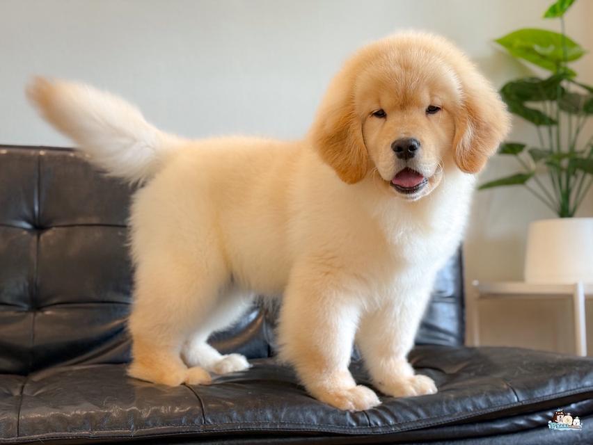 โกลเด้น นำเข้าจากประเทศจีน 6