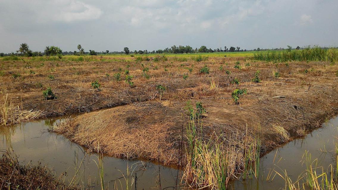 ที่ดิน ใกล้ วัดเจดีย์หอย 6