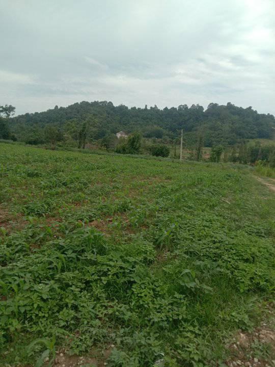 ที่ดิน เปล่า 1-10 ไร่ แบ่งขายได้ ที่วังหมี ไร่ละ 6แสน 6