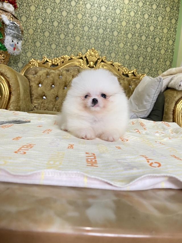 ปอมแท้ อายุ2เดือน น่ารัก กำลังซนๆ