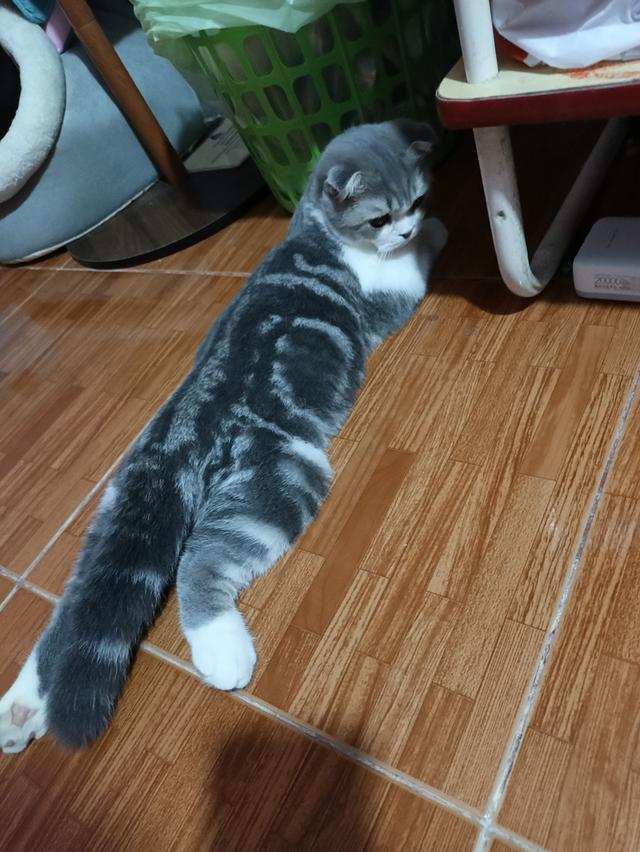 แมว scottish fold อายุ6เดือน
