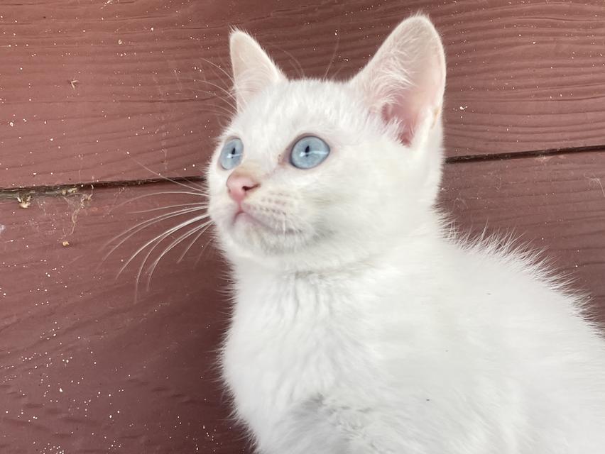 [เด็กๆพร้อมย้ายบ้านทั้ง3]พ่อพันธุ์ แม่พันธุ์ ไม่แบ่งครับ | แมวสายพันธุ์ขาวมณี(The White Pearl),แมวสายพันธุ์สก็อตติชโฟลด์(Scottish fold) รูปที่ 6