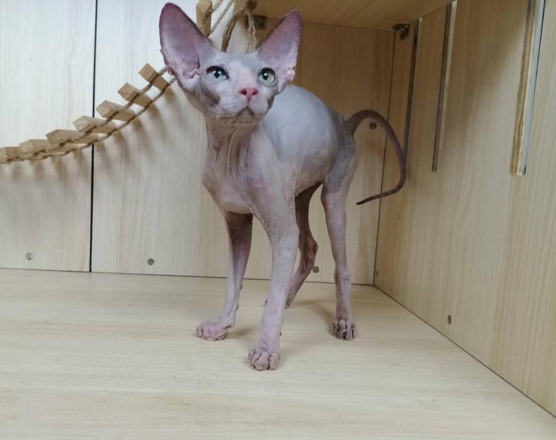 36.แมวสฟิงซ์/เพศผู้ Sphynx Cat/Male