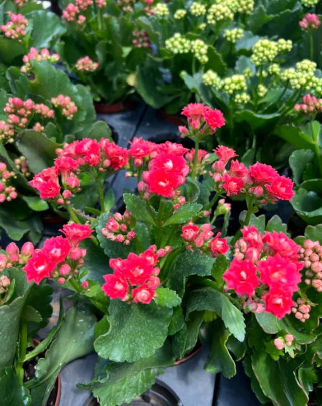 กุหลาบหินไม้อวบน้ำ Kalanchoe blossfeldiana Poelln 3