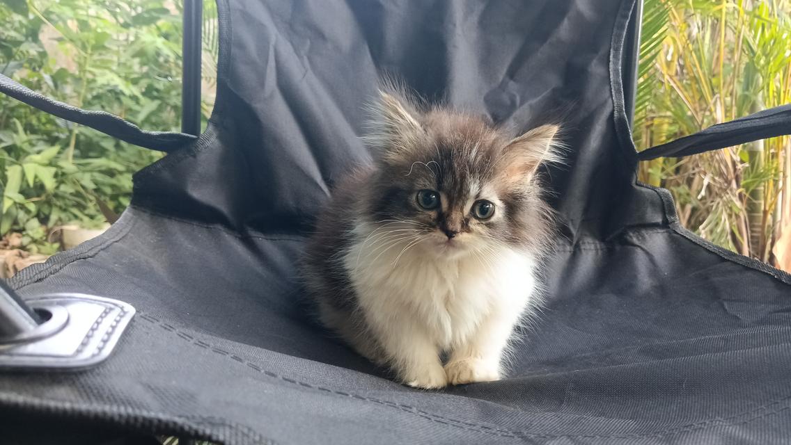 มัชกิ้นขาสั้นหญิงน้องอายุสองเดือนกว่าพร้อมส่งค่ะ 8