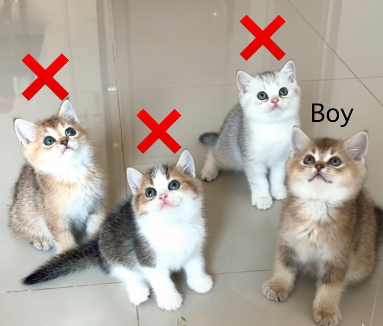 แมว British shorthair ชาย