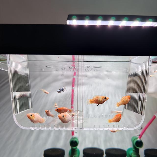 ลูกปลาบอลลูนส้มแพลตตินั่ม รูปที่ 5