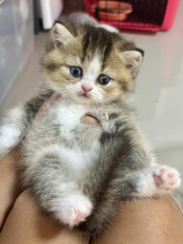 แมวบริติชBritish shorthair รูปที่ 2