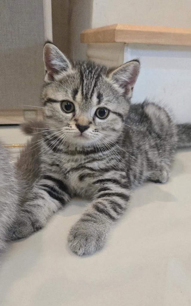 ขายลูกแมว พันธุ์ Scottish Fold