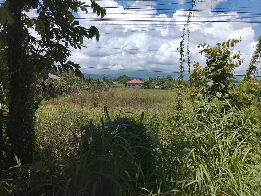 🔥ขายที่ดิน ติดถนน  ถูกสุดในย่านนี้🔥🔥🔥 📍ที่ตั้ง : ต.ม่วงคำ อ.พาน จ.เชียงราย 📍เนื้อที่ : 4ไร่ (14 ตร.วา) 💰ราคาเสนอขาย : ตรว ละ 6,750 บาท 6