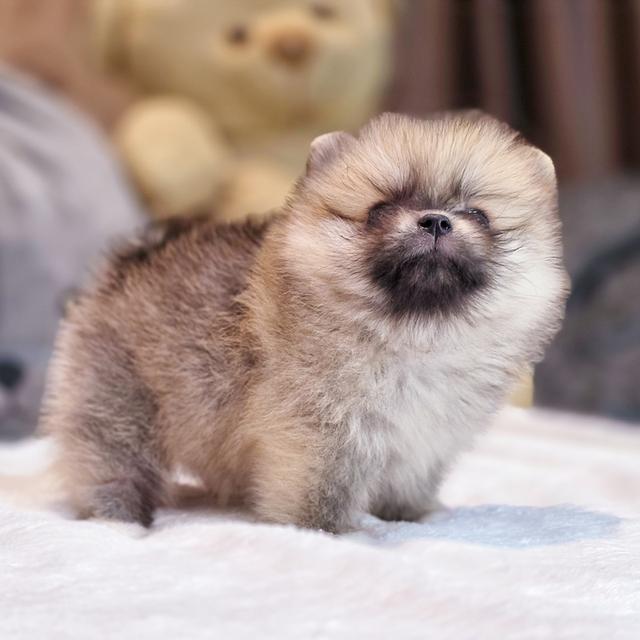 ปอมทีคัพน้องเชอเบลเพศหญิงสาวน้อยน่ารักมาก