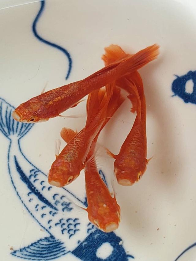 āļāļĨāļēāļŠāļ§āļĒāļāļēāļĄ āļāļĢāļ° āđāļāđāļ āđāļāđāđāļāđ āļāļ·āļāđāļāļĐāļāļĢ