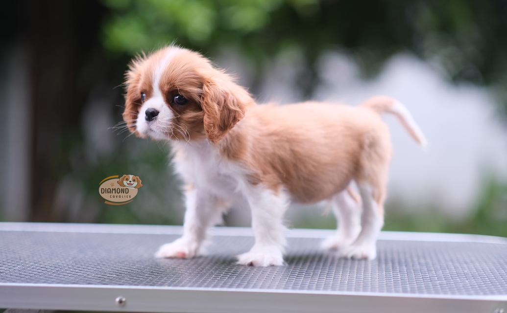 ลูกคาวาเลียร์ เพศผู้ ลูกพ่อไทยแชมป์