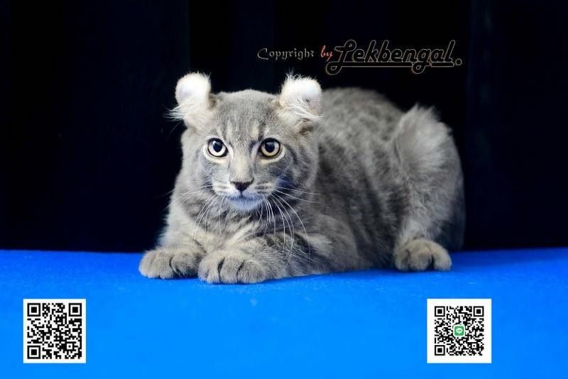 แมวอเมริกันเคิร์ล สีบลู หางบ็อบเทล (bobtail) 