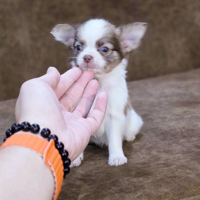 ชิวาวาแท้ขนยาว เพศชาย 12