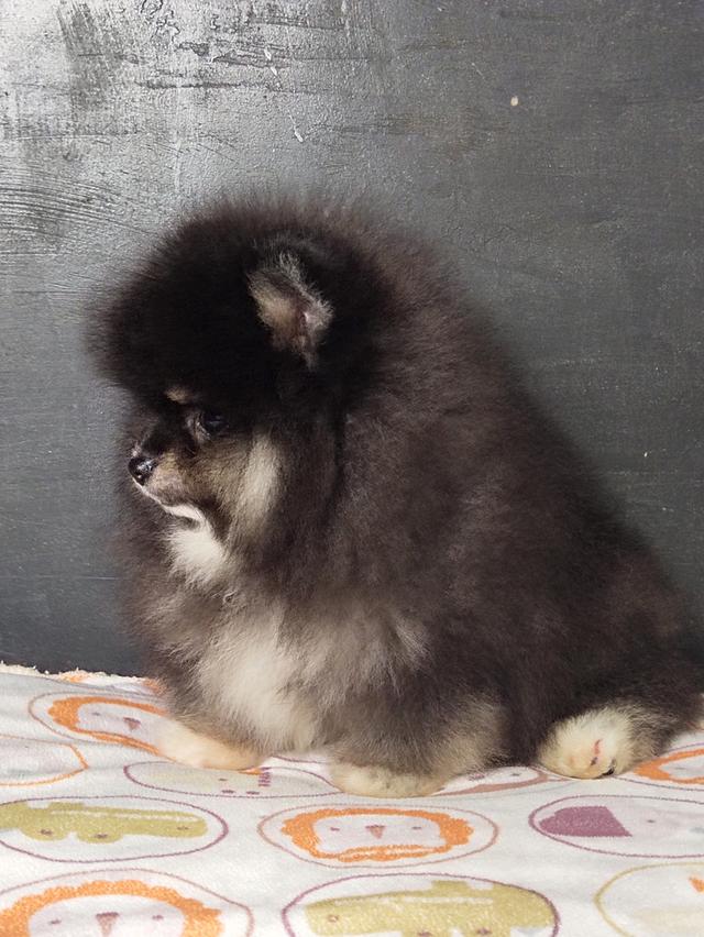 ปอมผู้ 9