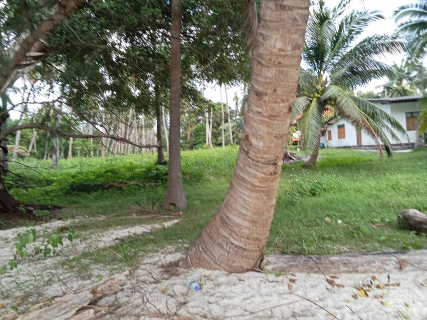 ขายที่ดินติดชายทะเลเกาะสมุย 9