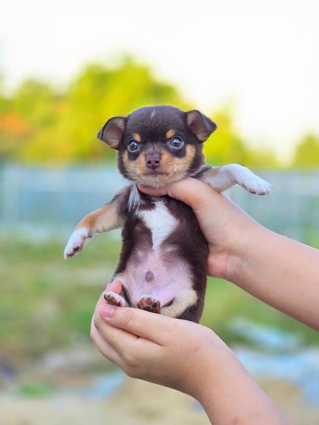 ชิวาวาแท้ขนสั้น สีช็อค ผู้ รูปที่ 3