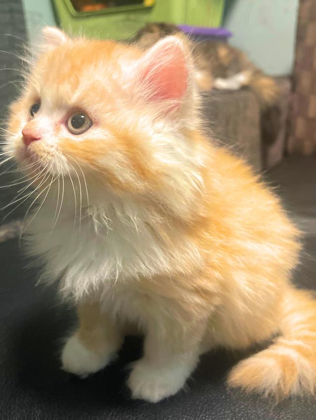 แมวส้มนำโชค-(ชาย)เกิด13/10/68 4