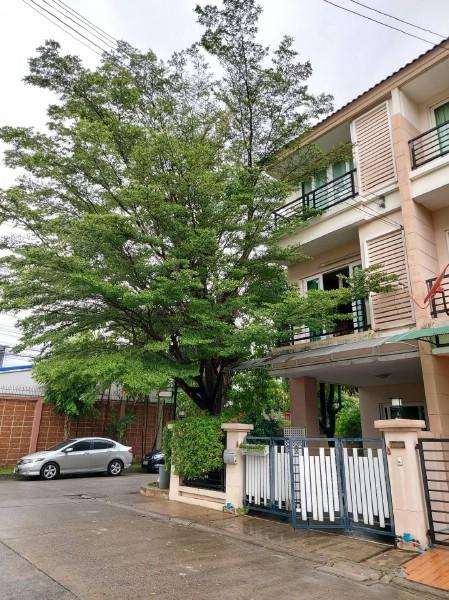 ให้เช่าทาวน์โฮมย่านนวลจันทร์ โครงการหมู่บ้าน Casa City Nuanjan 2 คาซ่า ซิตี้ นวลจันทร์ 2 ใกล้จุดขึ้นลงทางด่วนเลียบทางด่วนรามอินทรา ถนนเกษตร-นวมินทร์ 6