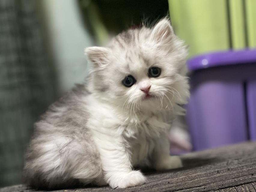 น้องดีมงคล(แมวอารมณ์ดี)