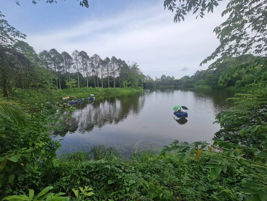 ขายที่ดินสวนทุเรียน เนื้อที่ 5 ไร่ 2 งาน 20 ตร.วา ต.เขาวัว อ. ท่าใหม่ จ.จันทบุรี 8