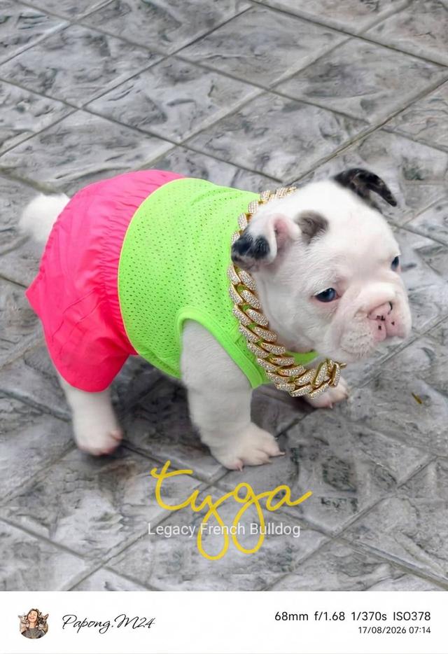 สีพิเศษ สุนัข เฟรนช์บูลด็อก เมอร์พายตาฟ้า เพศผู้ French bulldog (Merle pied, Blue eyes)