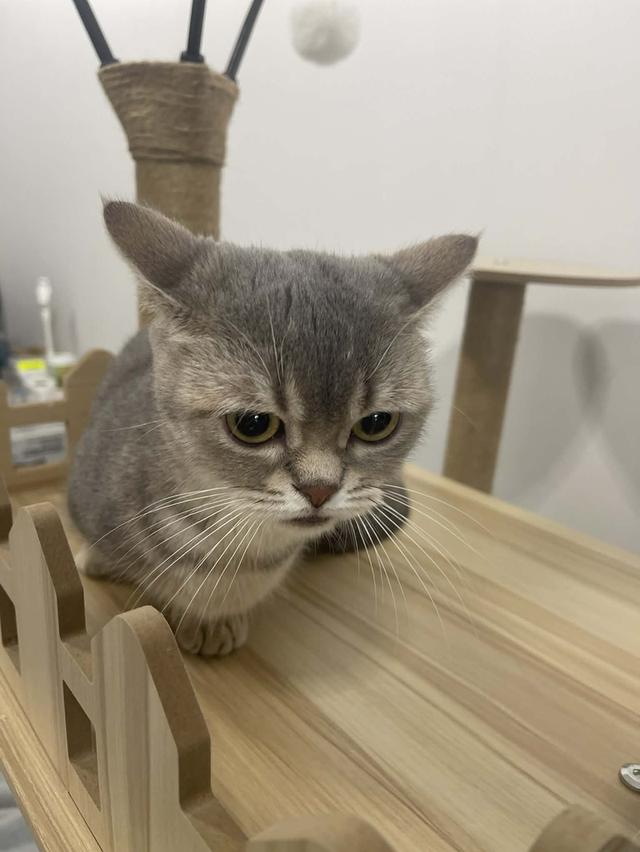 แมว Munchkin ขาสั้นสุด