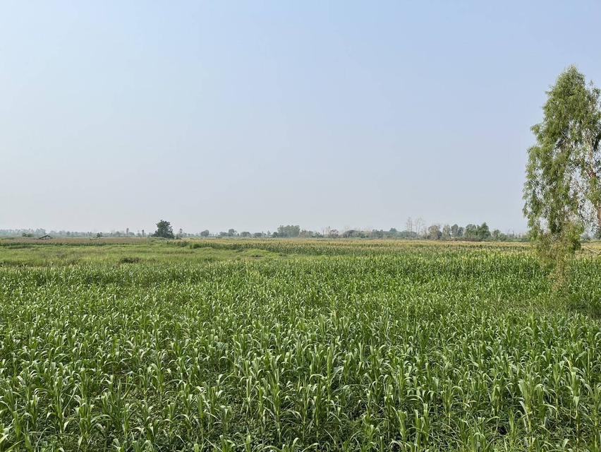 ที่ดินผืนใหญ่ 675 ไร่ ติดถนนใหญ่ อ.เชียงคำ จ.พะเยา 8