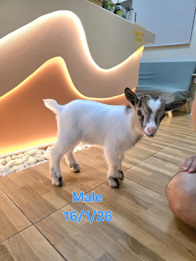 แพะแคระมินิปิ๊กมี่เพศผู้ รูปที่ 3