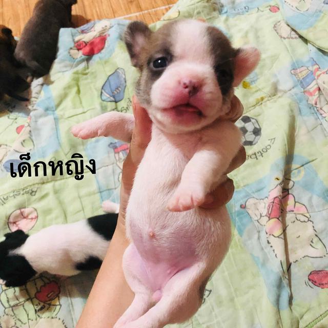 ชิวาวาผสมเฟรนบลูด็อกอายุ1เดือน