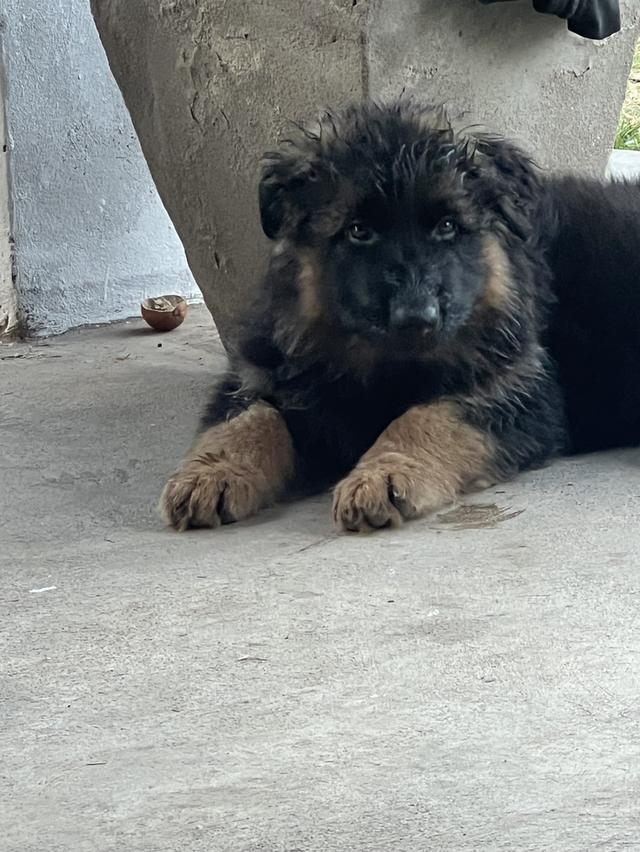 ลูกสุนัขเยอรมันเชพเพิร์ด รูปที่ 2