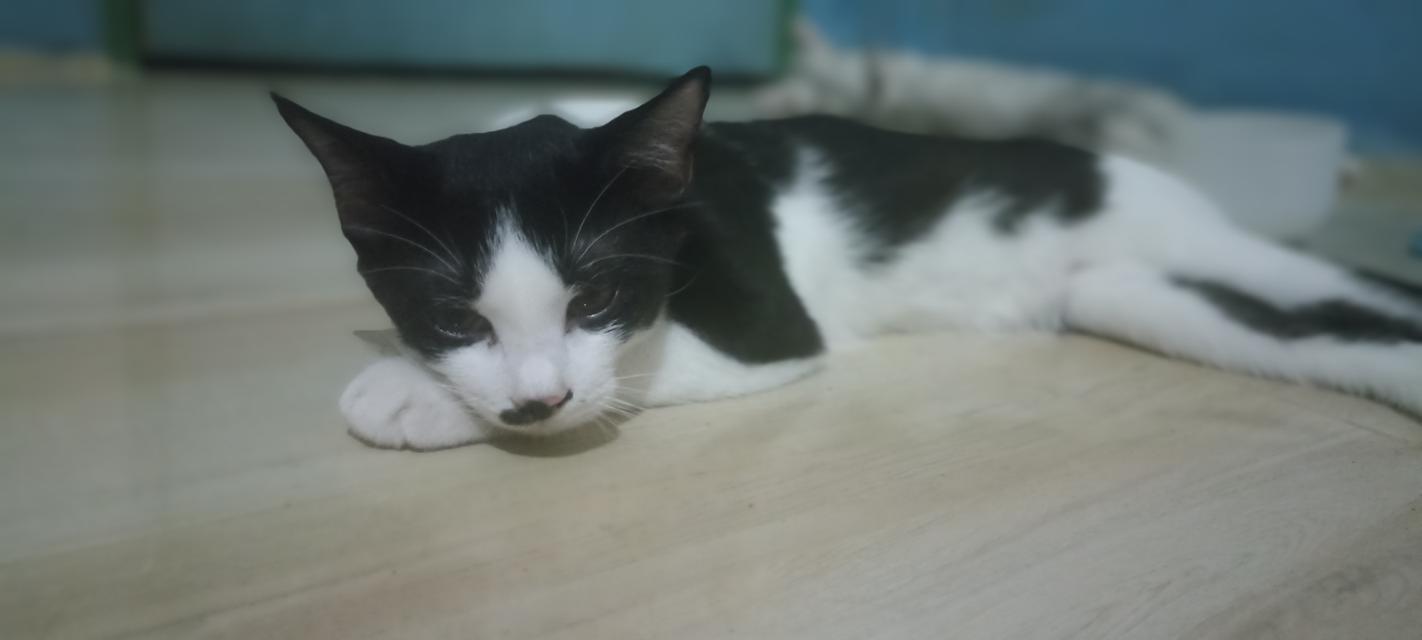 แมว พันธุ์ผสม น่ารักๆ