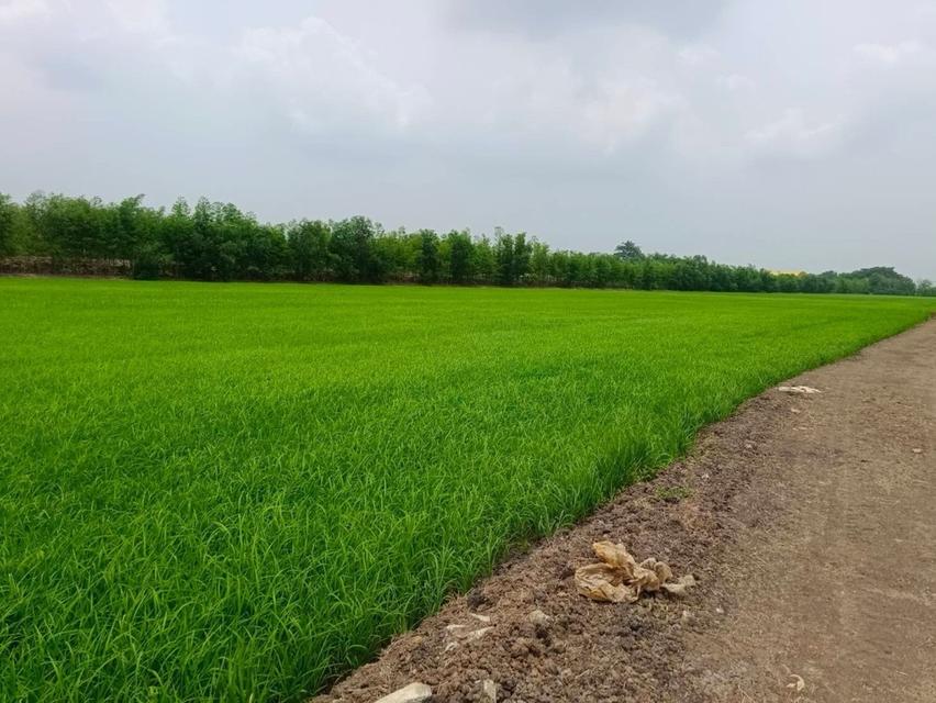 ที่ดินจังหวัดปทุมธานี ประตูน้ำพระอินทร์ คลอง 3 7