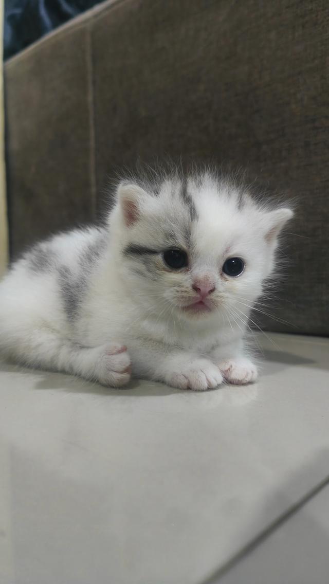 Scottish Fold (boy)