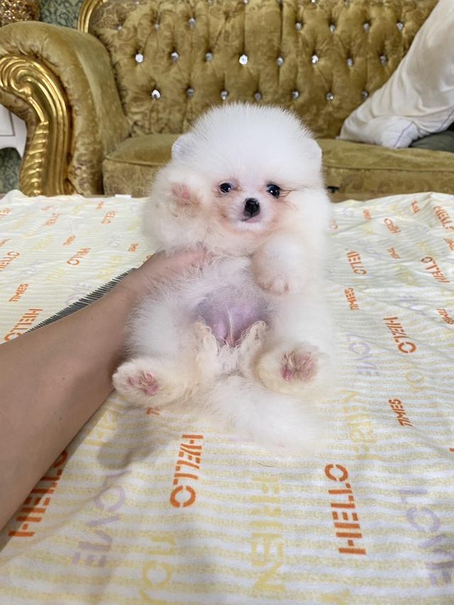 ปอมแท้ อายุ2เดือน น่ารัก กำลังซนๆ