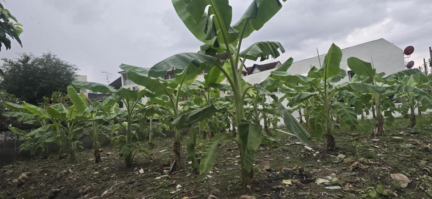 ที่ดิน สุทธิสาร รัชดาภิเษก กรุงเทพ 3