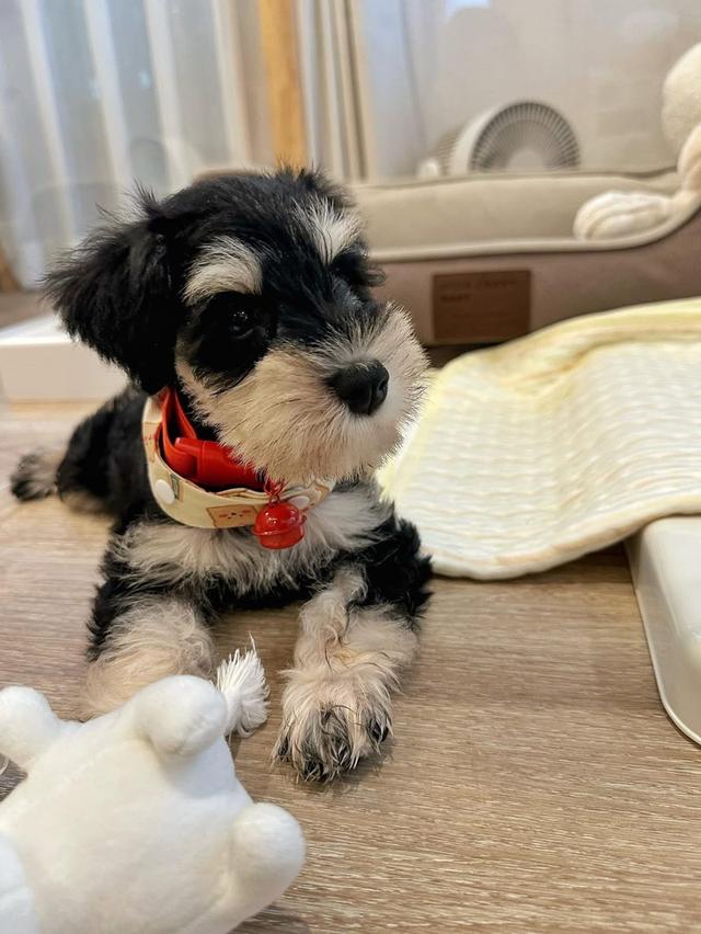 ลูกสุนัข Schnauzer น่ารักๆ 4