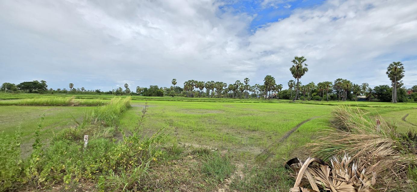 📢ที่ดินสวย🎯วิวภูเขา⛰ทุ่งนาป่าตาล🌴บรรยากาศดี🏞อุดมสมบูรณ์ 🌟2ไร่2งาน24ตรว.👑 ในชุมชน🧘ติดถนน🏡หมู่บ้าน ใกล้ไฟฟ้า🛜ประปา🌊คลอง🏧สาธารณูปโภค 10