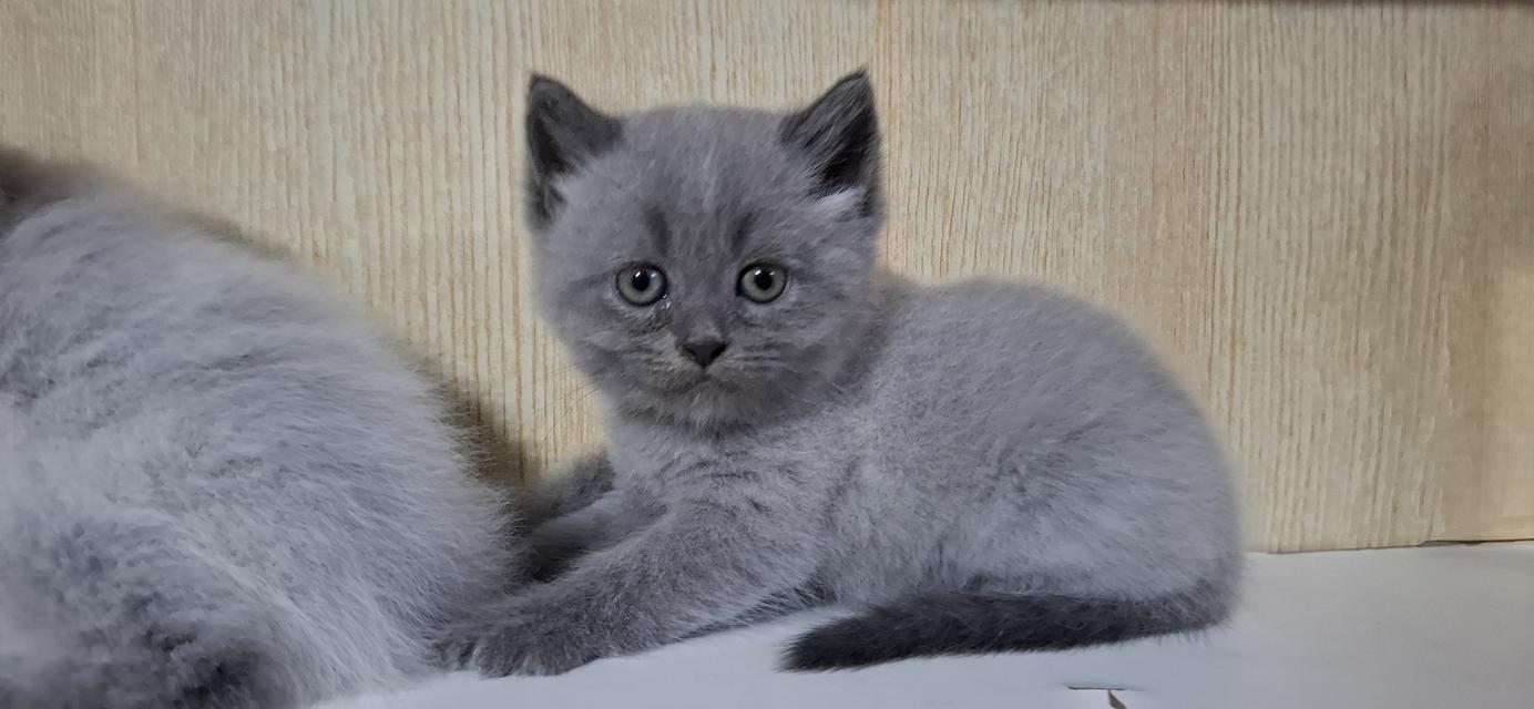 ลูกแมวบริติช British Shorthair , British Longhair 9