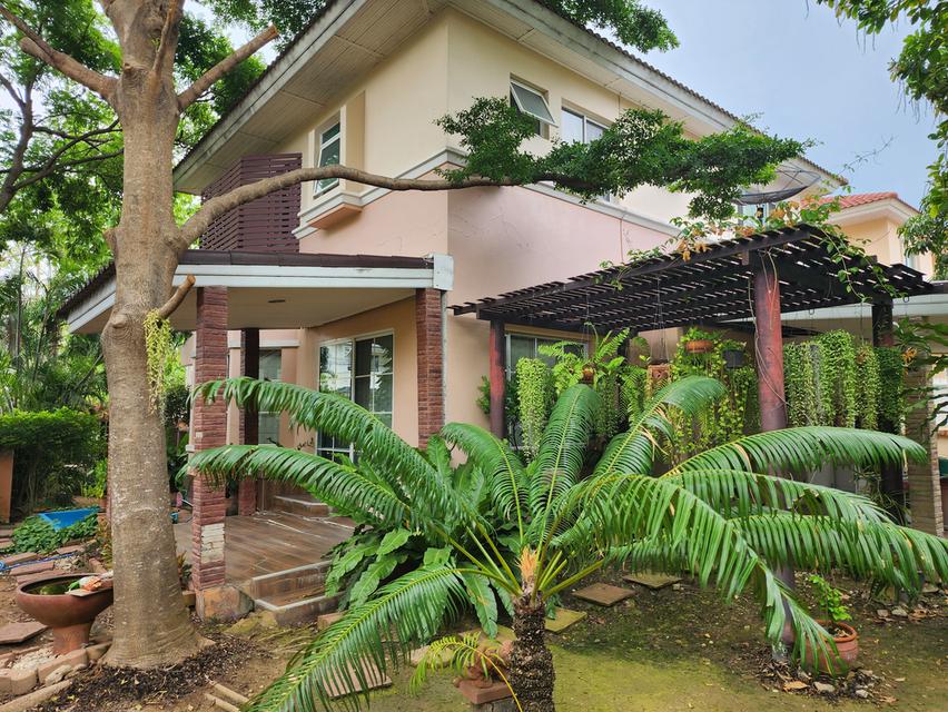 บ้านเดี่ยว มบ.ชัยพฤกษ์ เทพารักษ์ 8