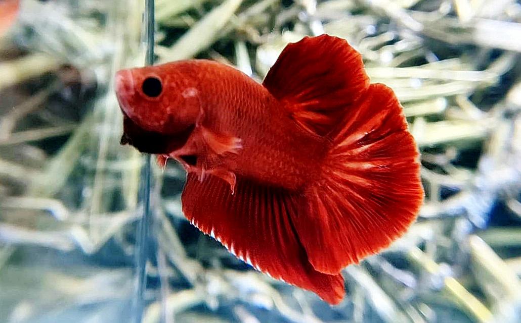 ปลากัดซูเปอร์เรด (Super Red)