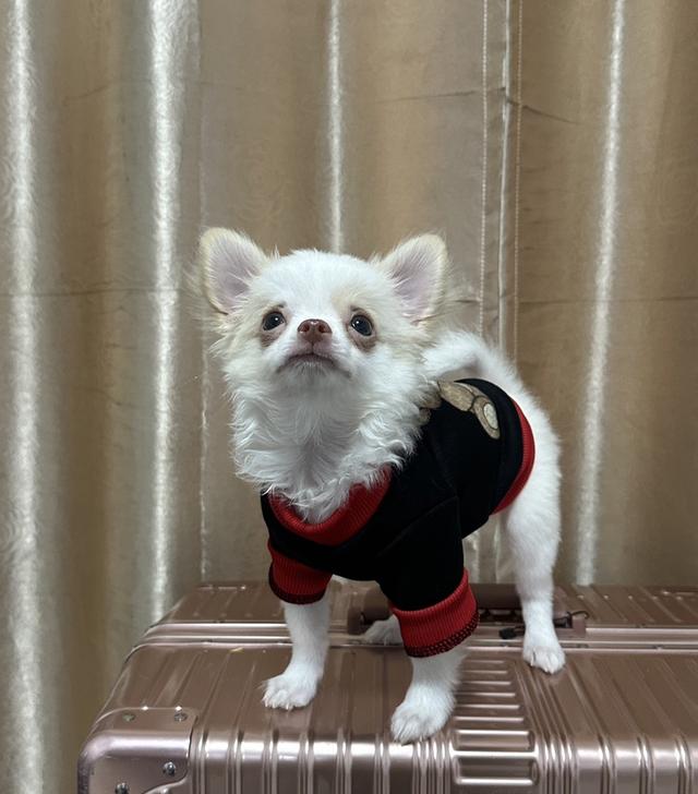 ชินจัง